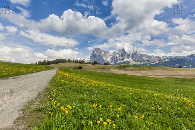 Alpe di siusiseiser alm, blooming meadows in spring with sassolungo / langkofel and the sassopiatto / plattkofel in the background, dolomites, kastelruth, south tyrol, italy