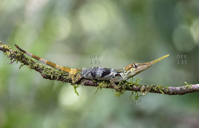 Male of the pinocchio anole (anolis proboscis) with a distinctive trunk-like extension (proboscis), an endemic lizard species that only occurs on the western mountain slopes of the andes in ecuador, family of the mule lizards (dactyloidae), mindo, ecuador