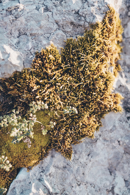 Close up of a mossy growth on rock in the Bjelasnica mountains in Bosnia and Herzegovina