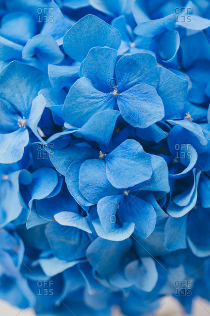 Close up of bright blue hydrangea flowers