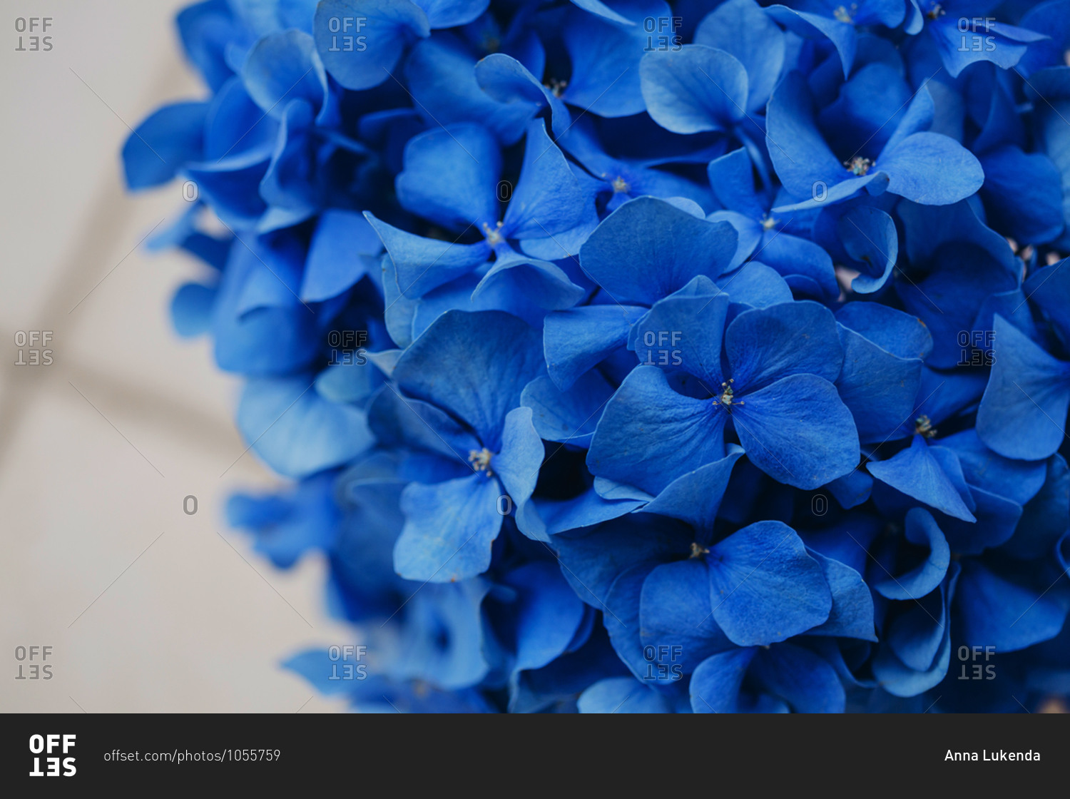 Blue hydrangea flower arrangement on table