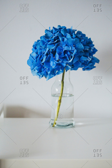 Blue hydrangea flower in a vase on the table close up stock photo - OFFSET