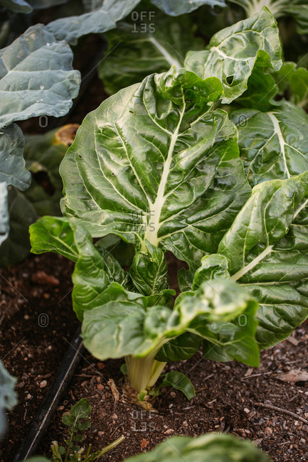 Green leafy vegetables growing in a garden