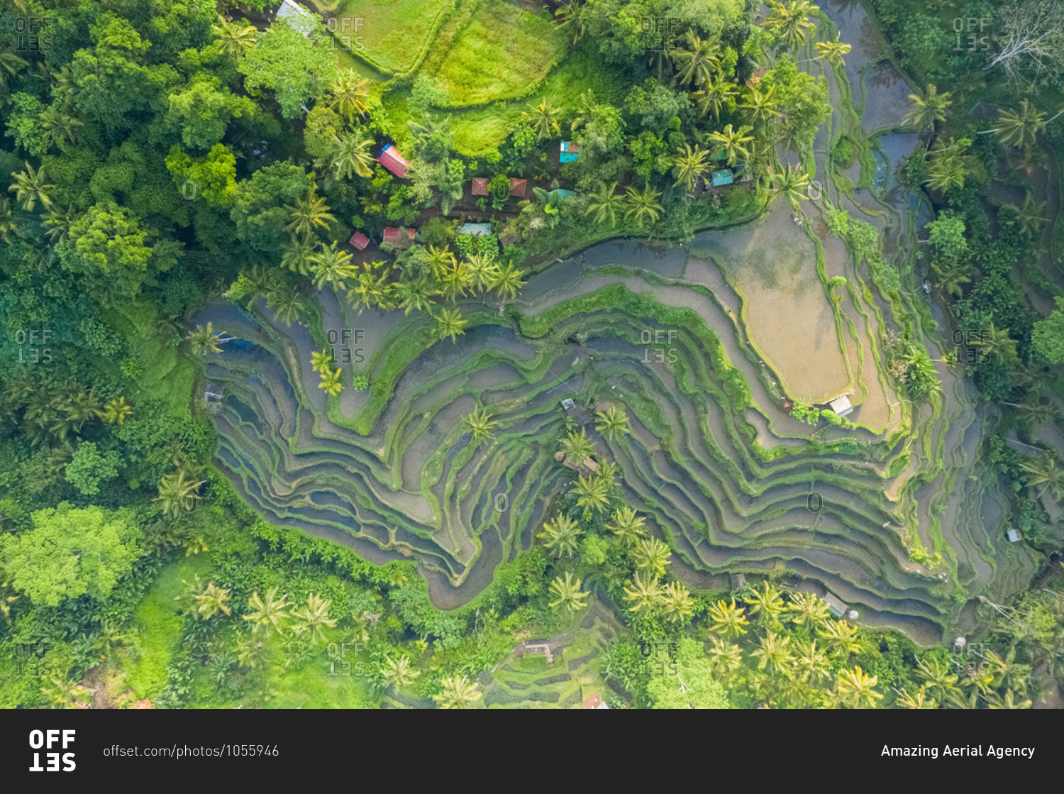The Tegallalang Rice Terraces in Ubud are famous for their beautiful scenes of rice paddies and their innovative irrigation system. Known as the subak, the traditional Balinese cooperative irrigation system is said to have been passed down by a revered ho