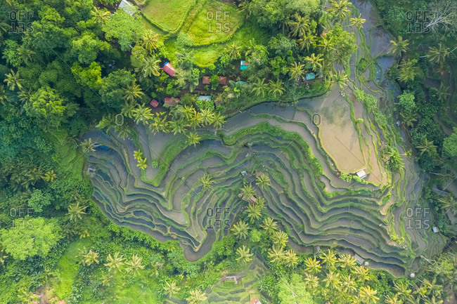 The Tegallalang Rice Terraces in Ubud are famous for their beautiful scenes of rice paddies and their innovative irrigation system. Known as the subak, the traditional Balinese cooperative irrigation system is said to have been passed down by a revered holy man named Rsi Markandeya in the 8th century.