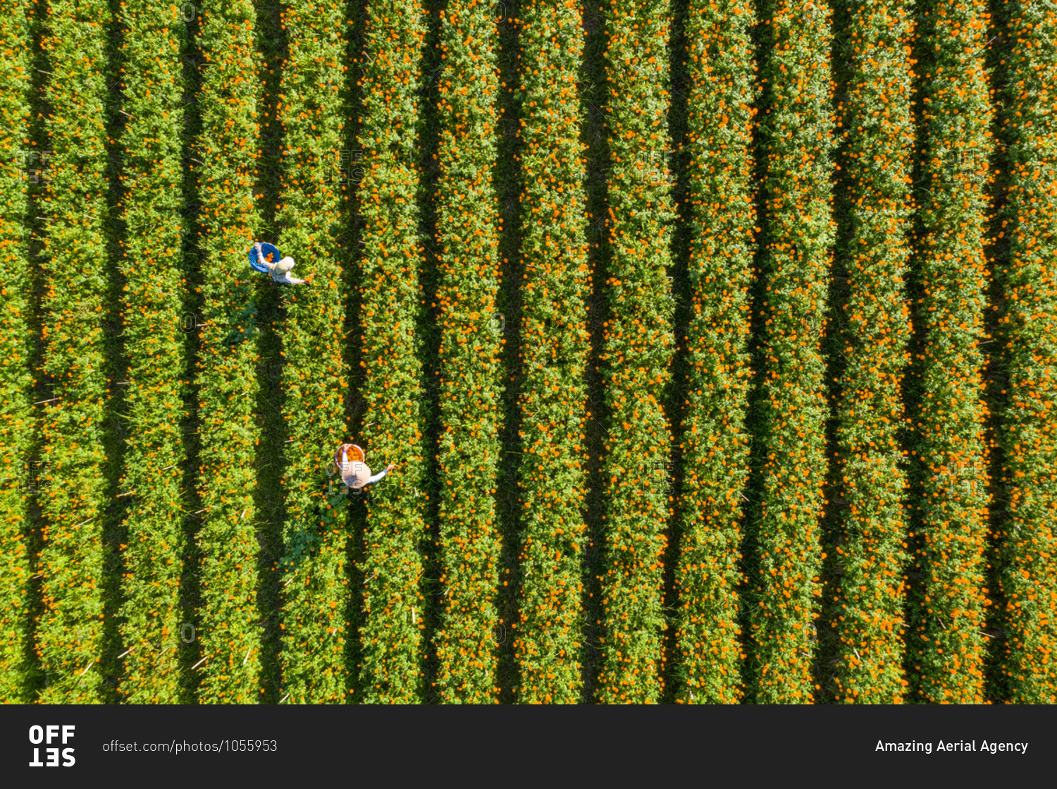 Aerial View Workers picking Marigold flowers in baskets, Bali, Indonesia.