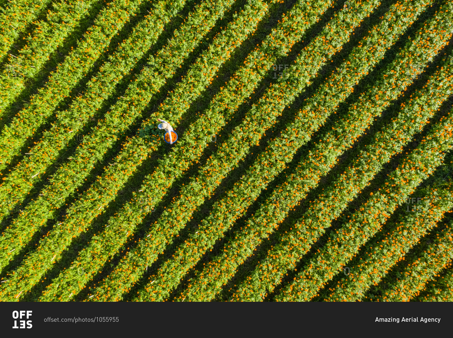 Aerial View Workers picking Marigold flowers in baskets, Bali, Indonesia.
