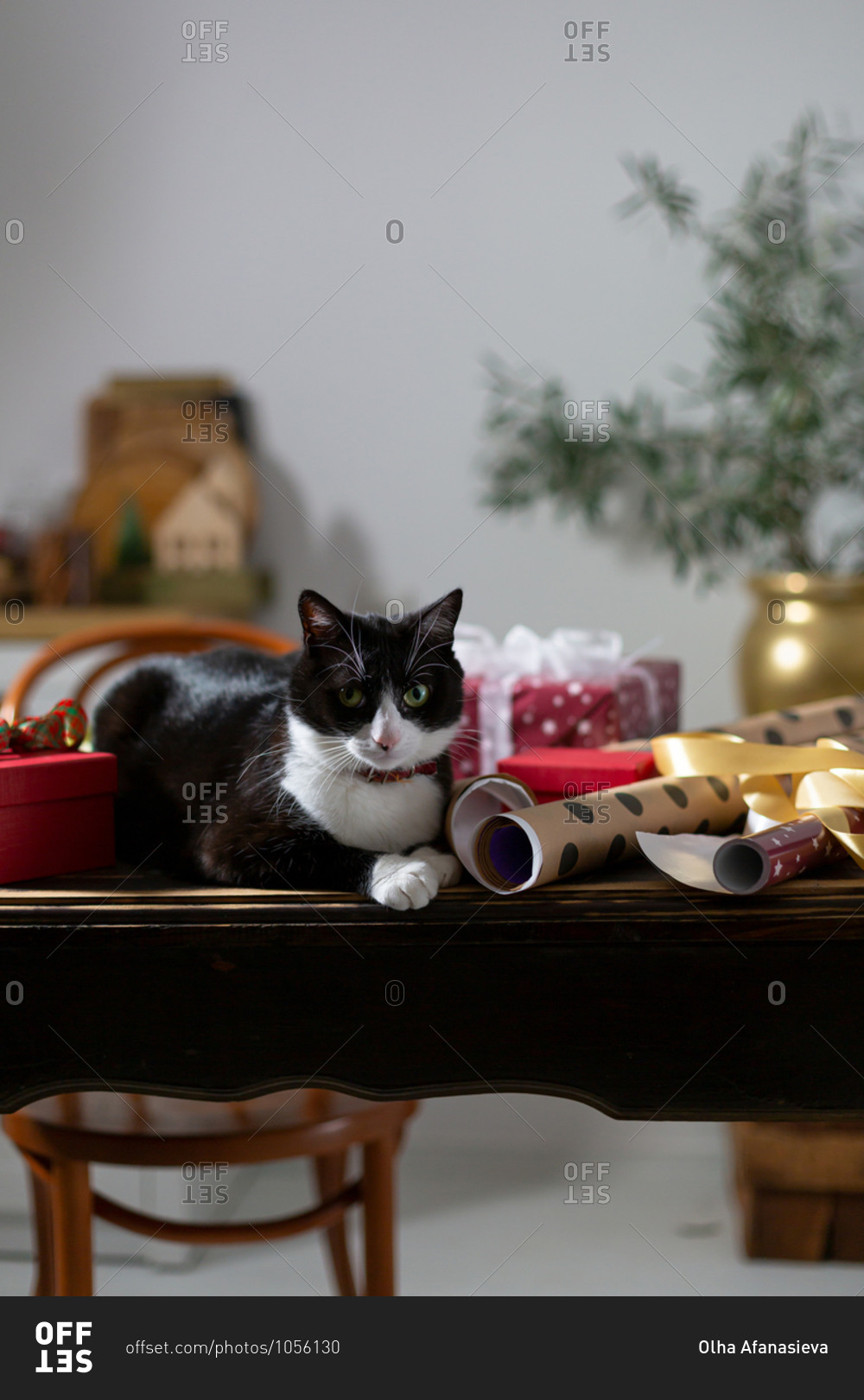 Cat and gift boxes on table