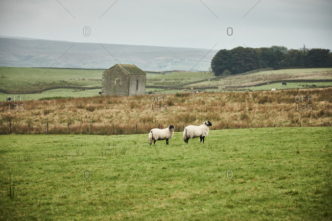 Two swale dale sheep surrounded by rolling fields and an old stone farm building