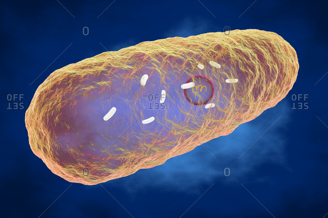 Illustration of Yersinia pestis bacterium