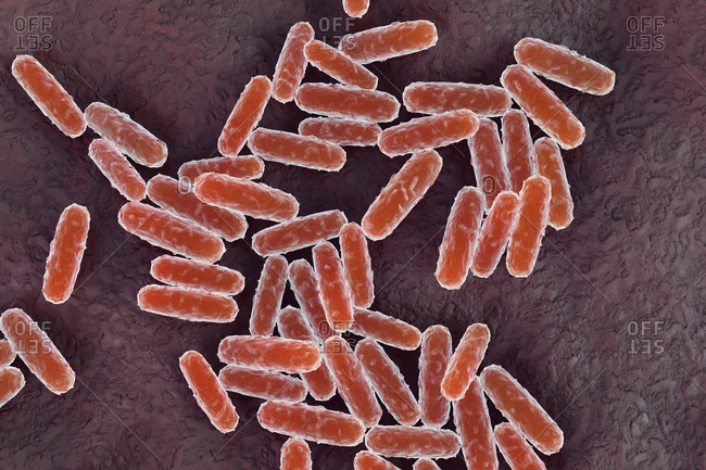 Illustration of Yersinia pestis bacteria