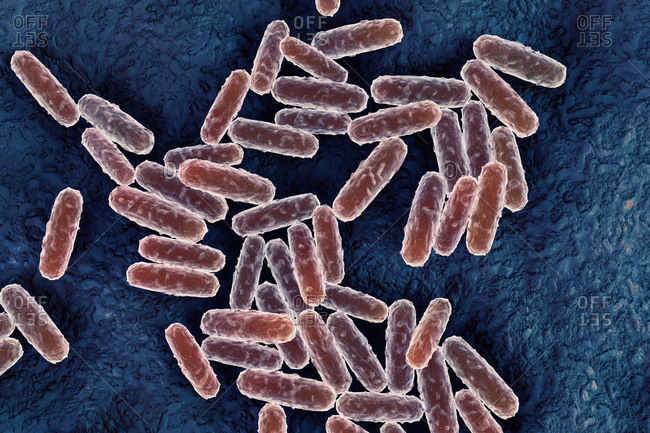 Illustration of Yersinia pestis bacteria