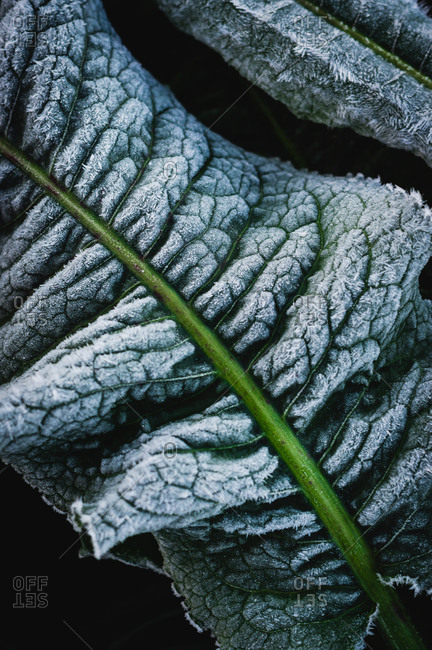 Close up of frost covered plant