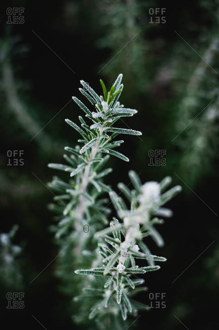 Frost on rosemary bush during winter