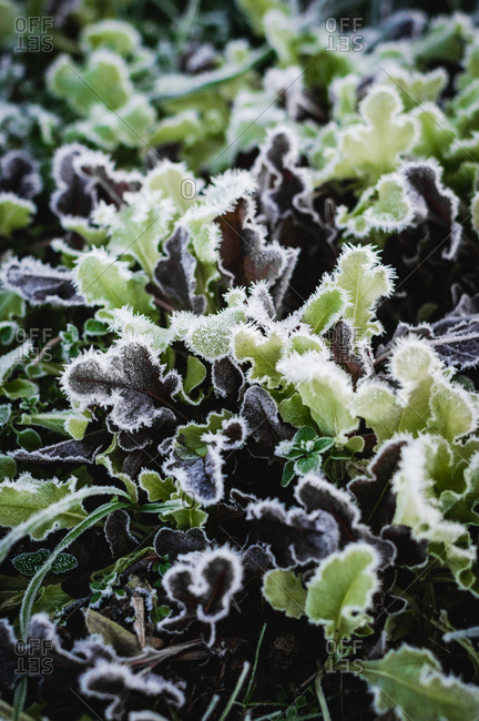 Frost on baby salad in the garden