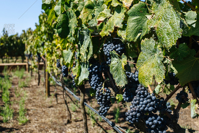 Bright bunches of fresh grapes growing on vine with thin twigs and spiky leaves on vineyard plantation