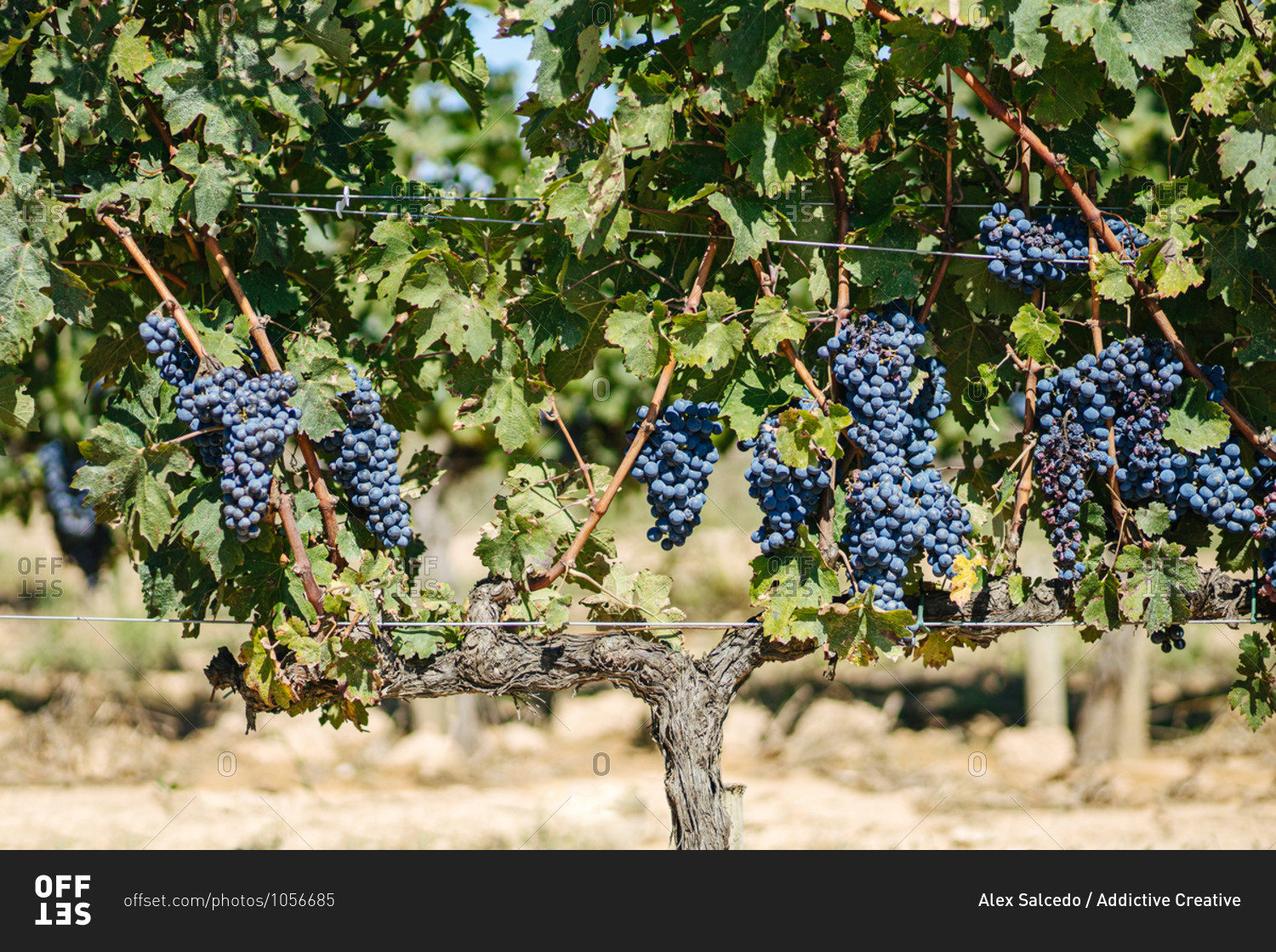 Bright bunches of fresh grapes growing on vine with thin twigs and spiky leaves on vineyard plantation