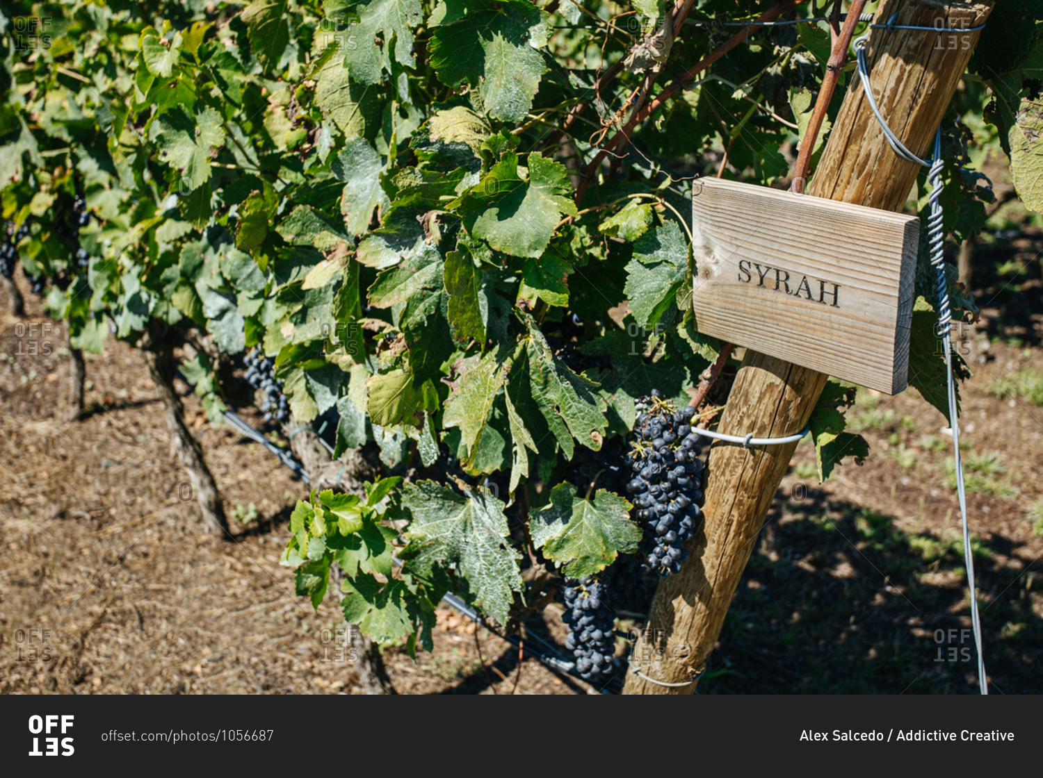 Bright bunches of fresh syrah grapes growing on vine with thin twigs and spiky leaves on vineyard plantation