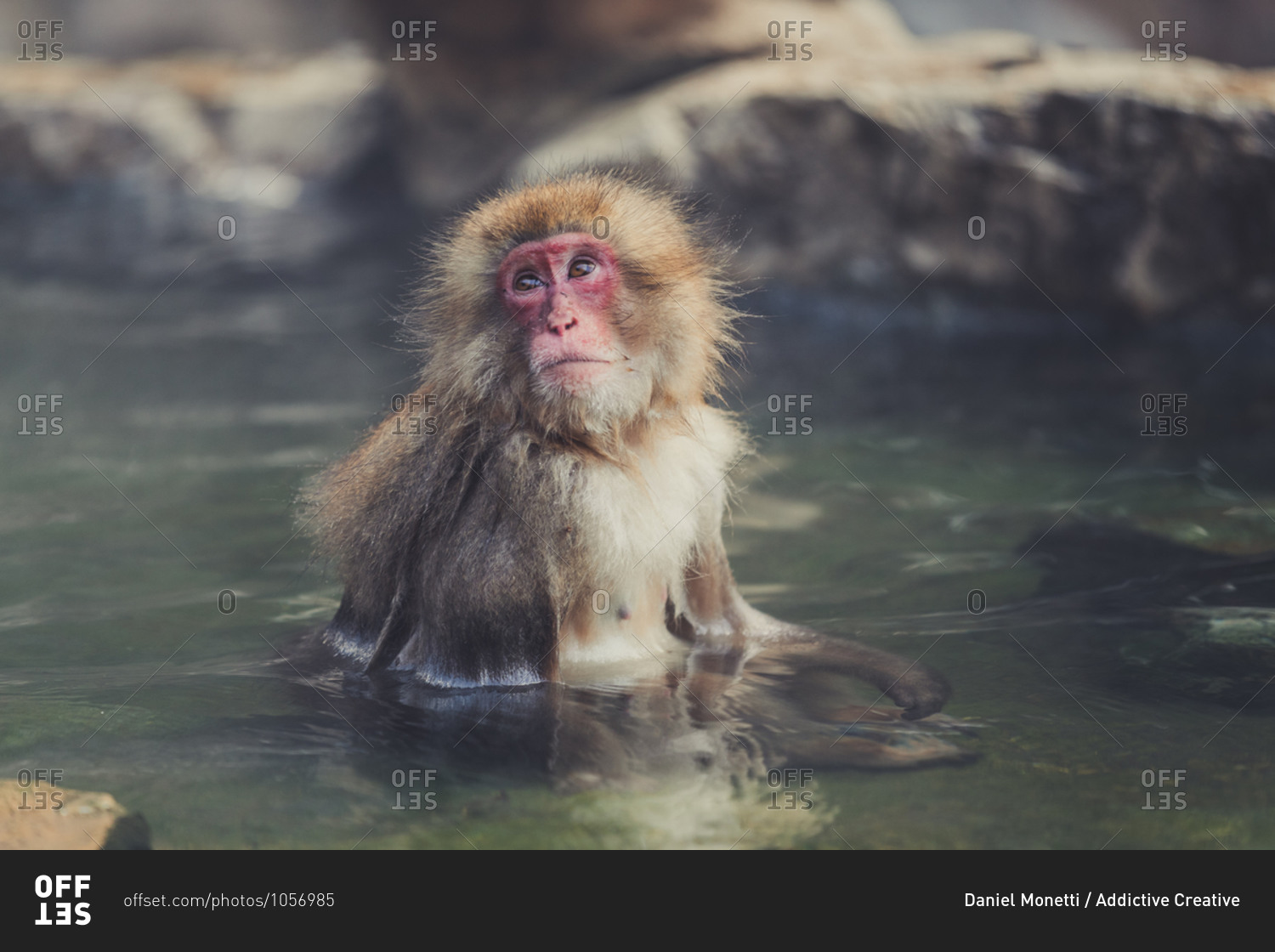 Cute fluffy japanese macaque sitting in clear water of pond in jigokudani monkey park in yamanochi and relaxing while looking away