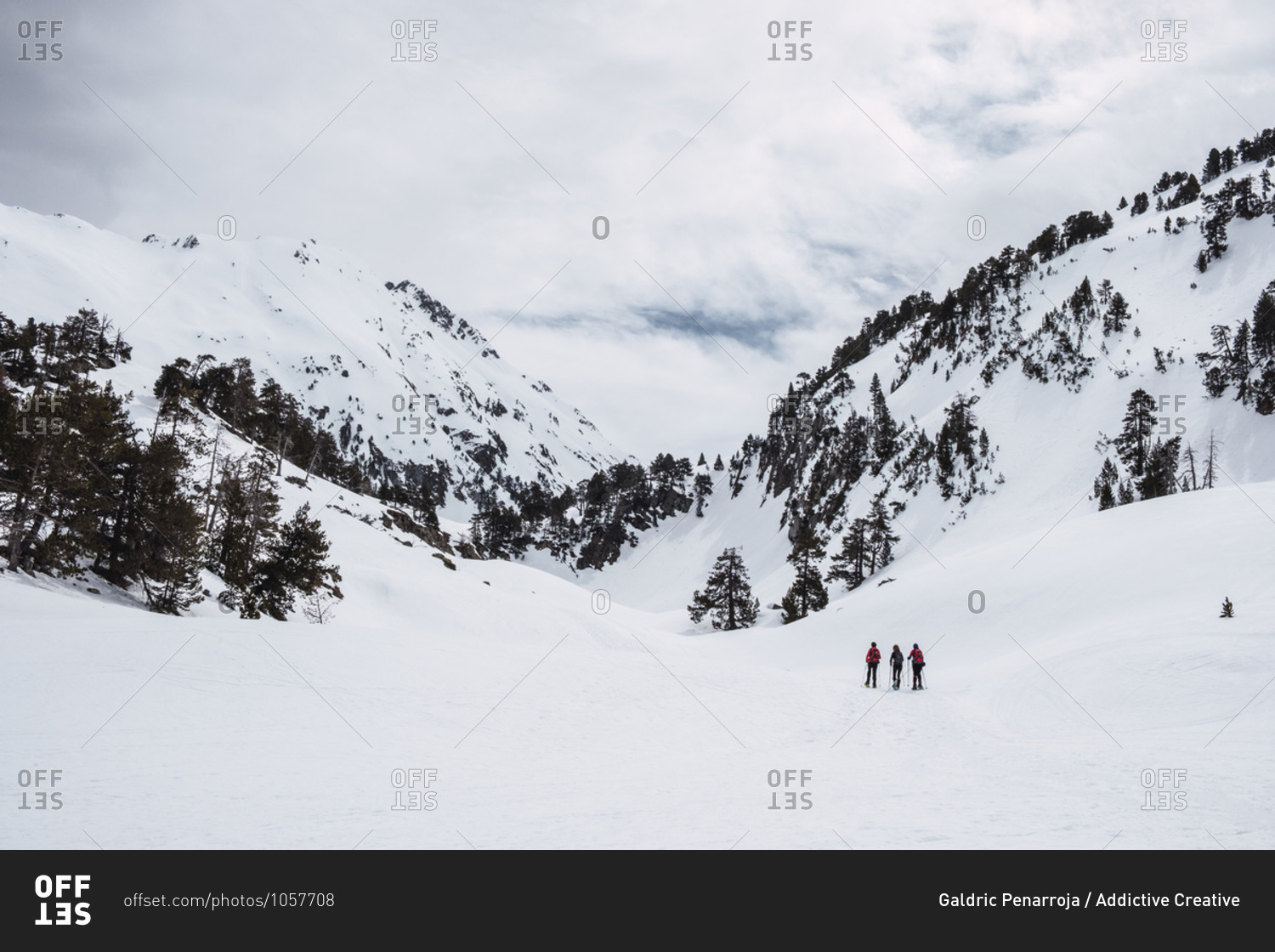 Distant travelers skiing on valley against mountain slope covered with coniferous trees and snow in sunny winter day