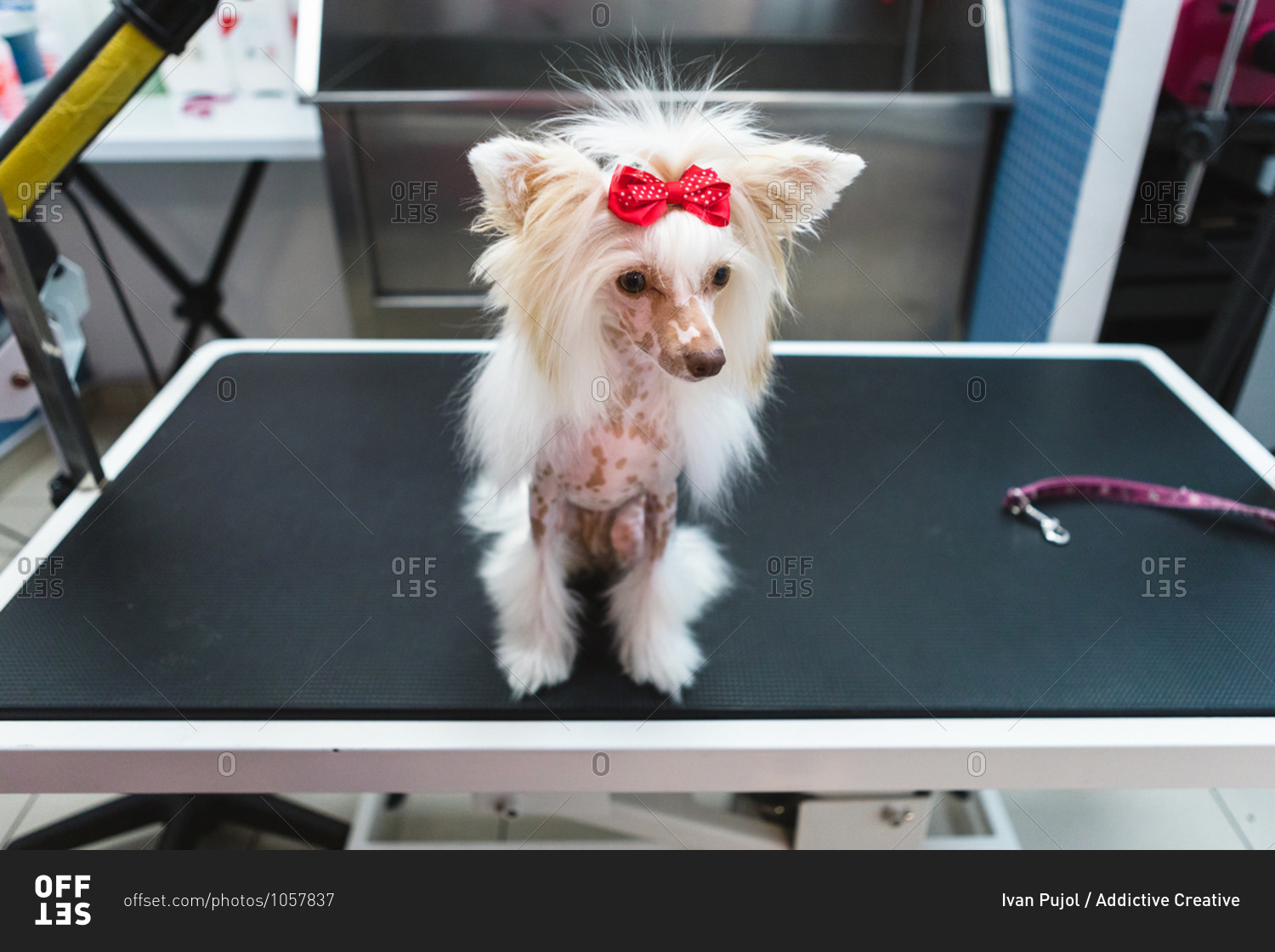 From above of cute attentive purebred dog with spotted skin and white fur with bow on head on grooming table