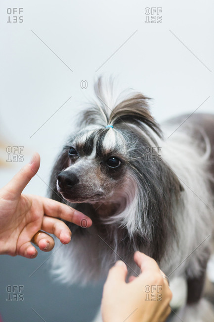 From above of crop unrecognizable groomer with charming chinese crested dog with haircut