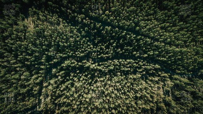 Overhead drone view of lush green woods with coniferous trees and curvy roads