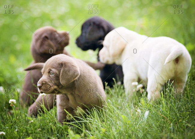 Lab puppies playing in grass