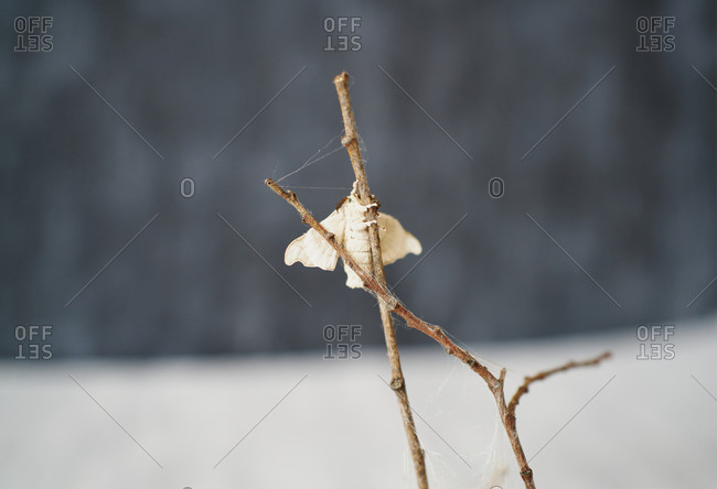 Close-up of silkworm butterflies on the branches of a plant. conc