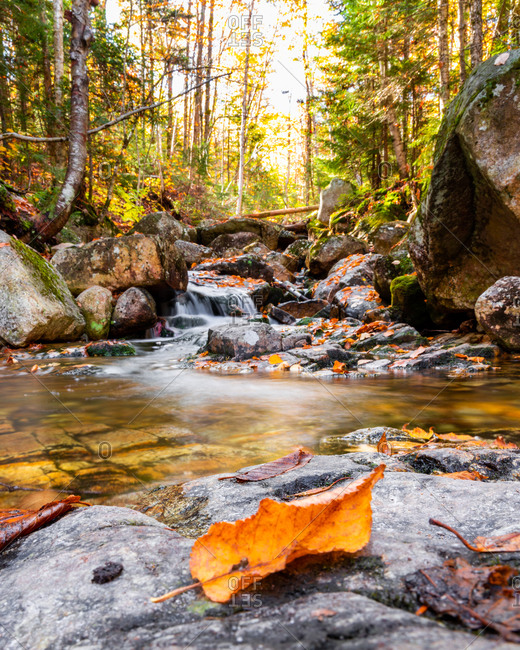 Orange autumn leaves along stream in the white mountains of nh.