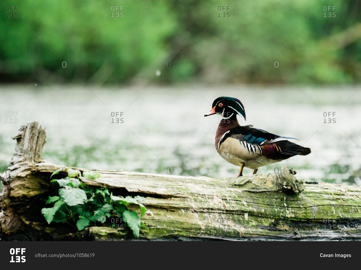 Closeup up portrait of a male wood duck standing on a log