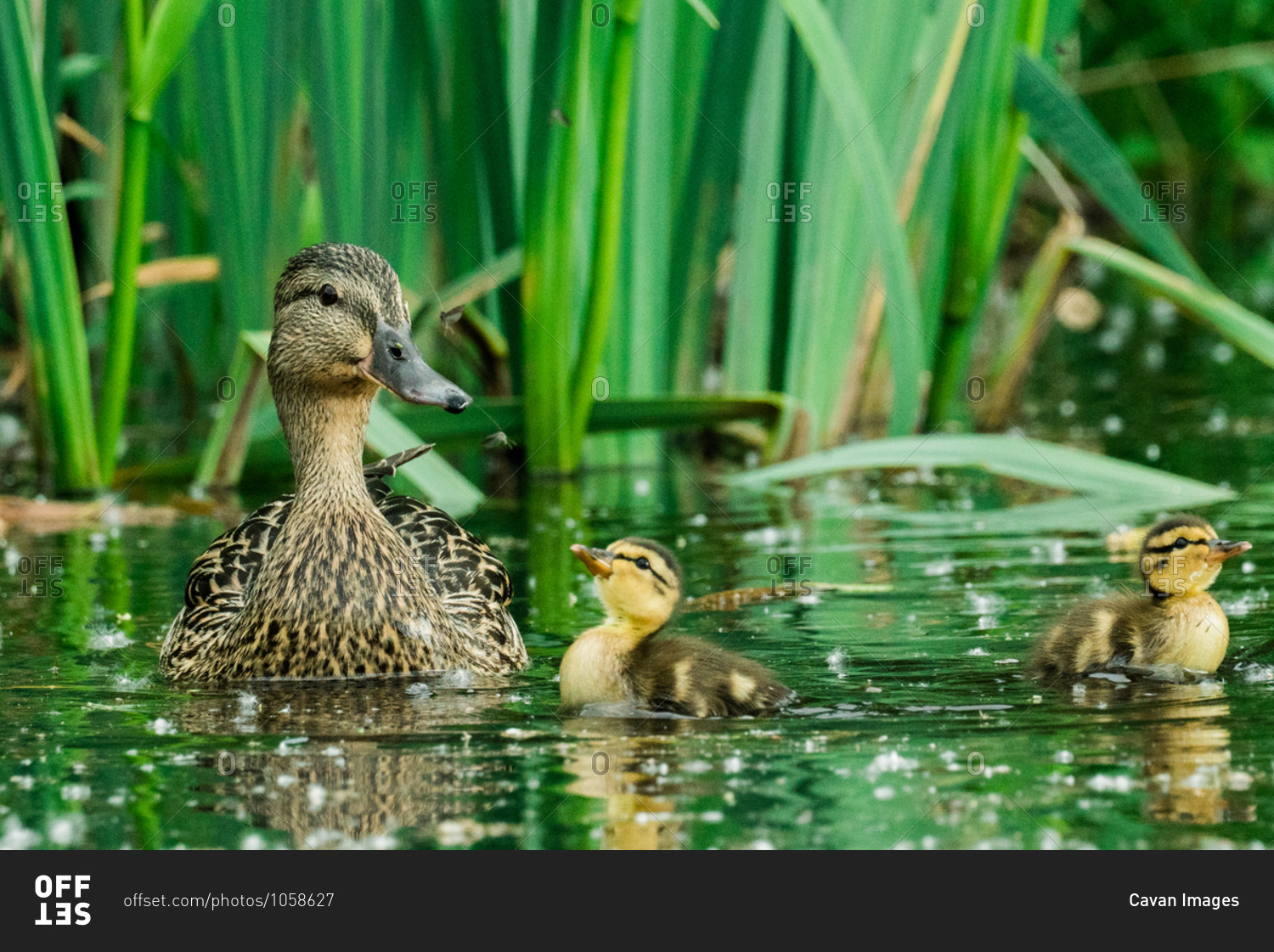 Straight on view of a mother duck and her two ducklings