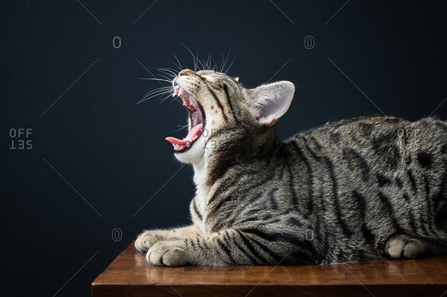 Yawning Tabby Cat Lying on Bench Against Black Background