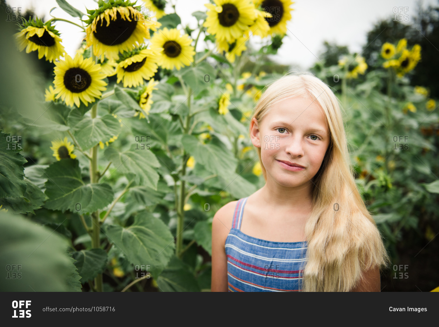 Young Girl Standing in Sunflower Field Next to Tall Yellow Sunflowers