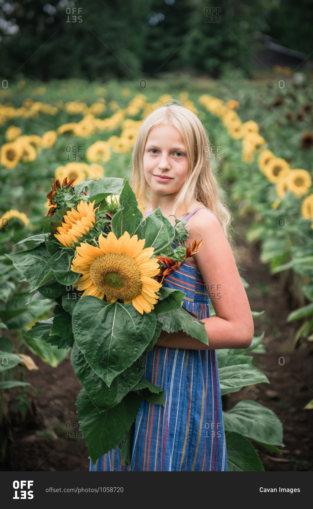 Young Girl Holding Red and Yellow Sunflowers in a Sunflower Field