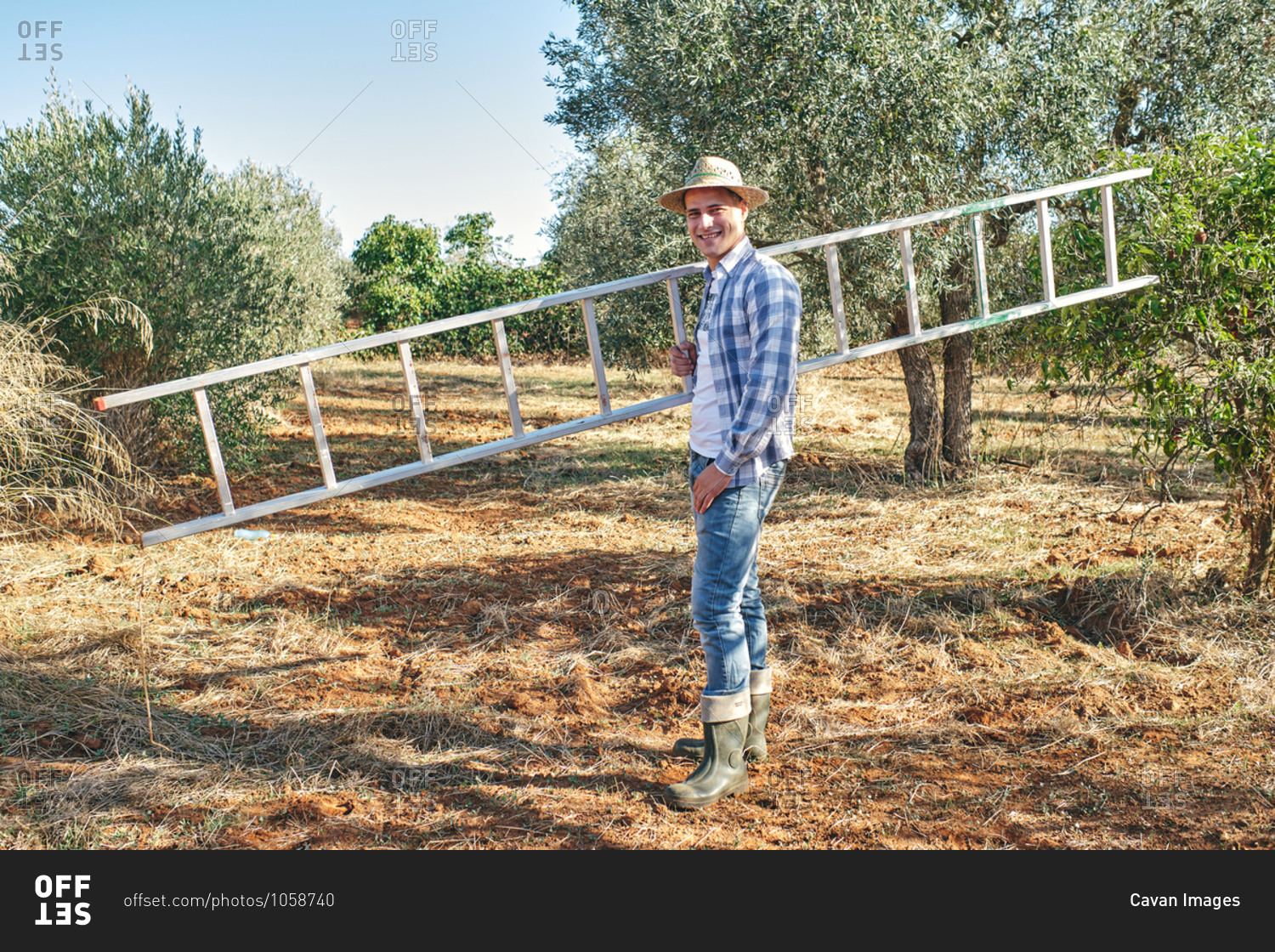 Farmer takes the stairs to climb the olive trees