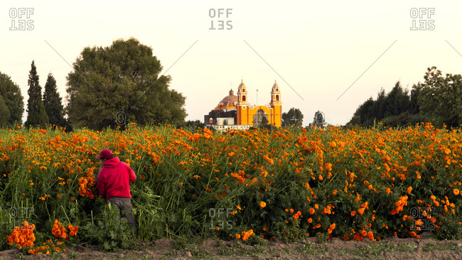 Farmer at cempasuchil flower field with church in background, Mexico
