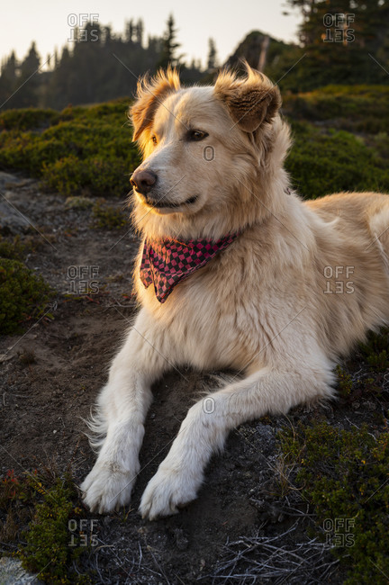 Cute fluffy pup watching the sunset in the mountains