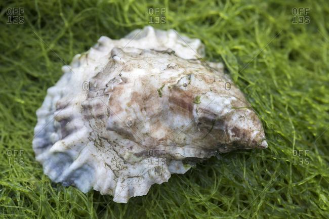 Close up of oyster on bed of green seaweed