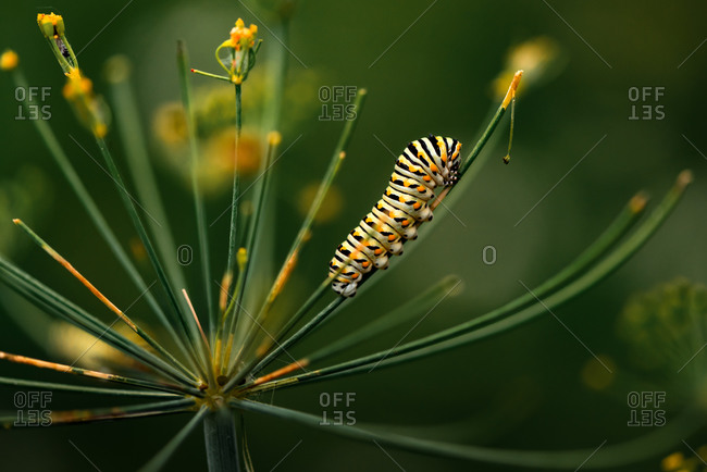 Swallowtail caterpillar sitting on dill weed in a backyard garden