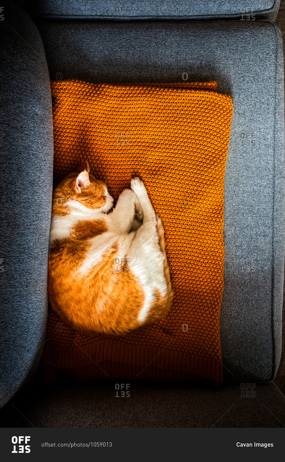 Orange and white cat sleeping on a blanket on a couch inside a house