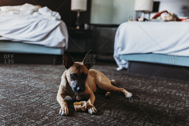 Young German Shepard Mix dog with bone in hotel room in Palm Springs