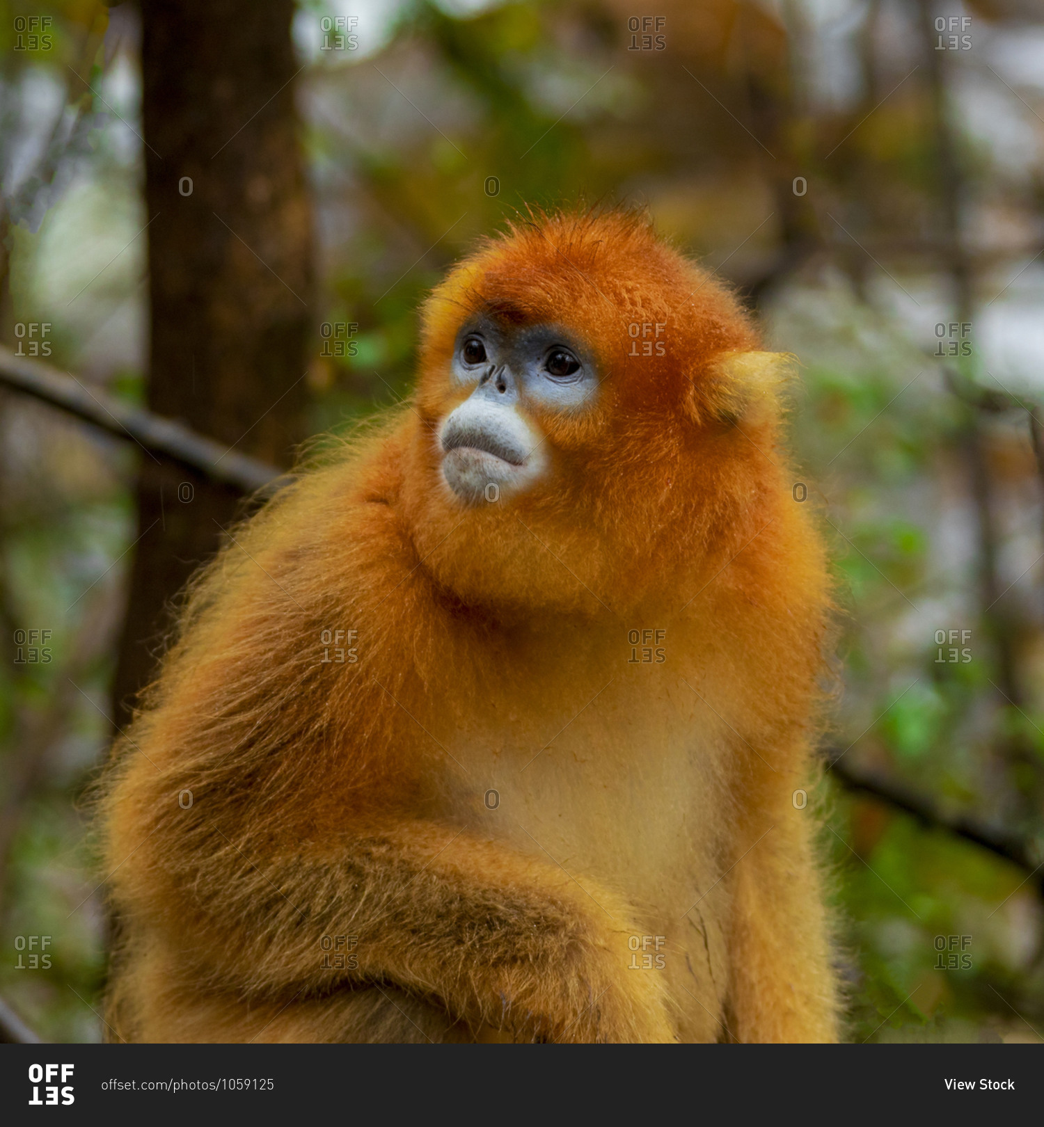 Golden monkeys Photo from the Offset Collection stock photo OFFSET