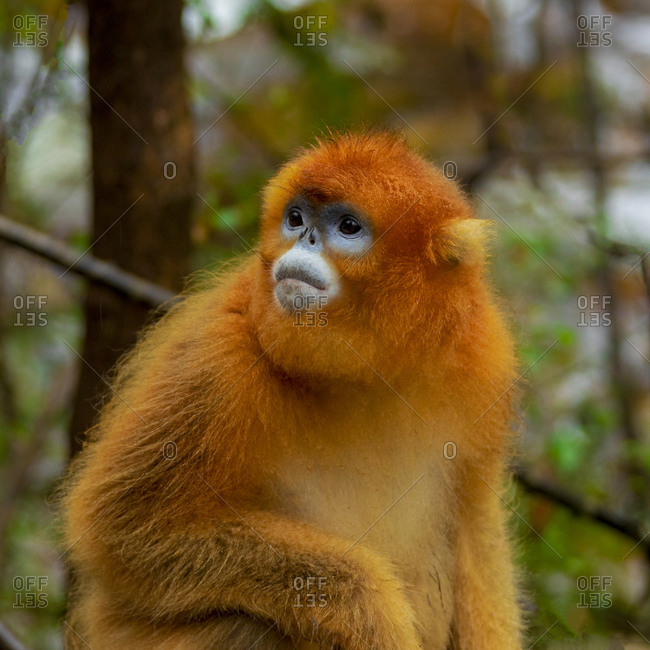 Golden monkeys - Photo from the Offset Collection stock photo - OFFSET Golden monkeys - Photo from the Offset Collection stock photo - OFFSET