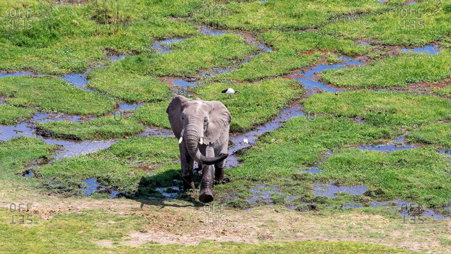 African elephant, Loxodonta africana, emerges from the marshlands of Amboseli National Park, Kenya. A sacred ibis, Threskiornis aethiopicus, can be seen on the grass behind.