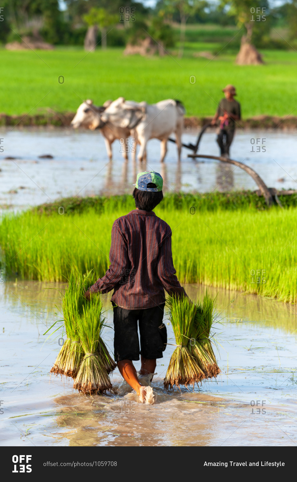 SIEM REAP, CAMBODIA  - 2011 August 14: Local farmers pre paring paddy fields for transplanting rice.