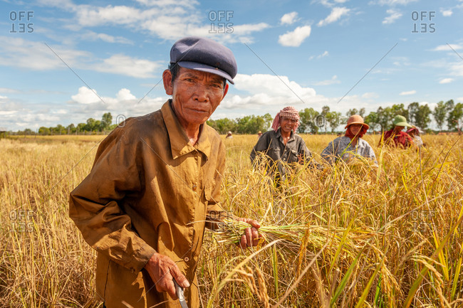 KOMPONG THOM, CAMBODIA - 2010 November 17: Local farmers harvesting golden rice from paddy fields.
