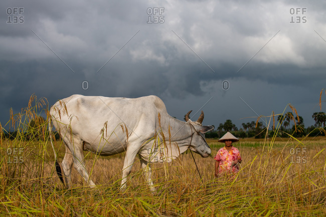 KEP, CAMBODIA - 2013 December 16: Local farmer looks after her cow while letting it graze.
