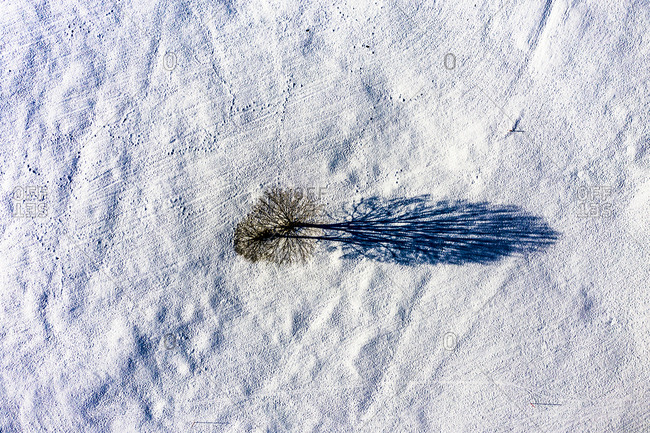 Helicopter view of single bare tree surrounded by snow