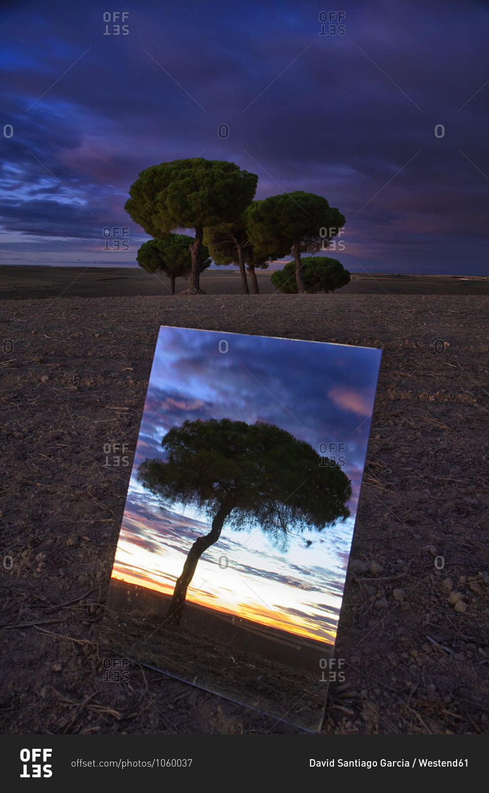 Shiny mirror reflecting tree in Lagunas de Villafafila nature reserve at dusk